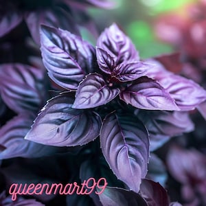 May include: Close-up of purple basil leaves. The leaves are a deep purple color with prominent veining, and the plant is in focus against a blurred background. The text "queenmart99" is visible in the bottom left corner.