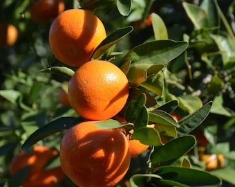 Mandarin Orange Samen Citrus reticulata - 20 Samen Profi-Pack für den Hausgarten Obstbaum