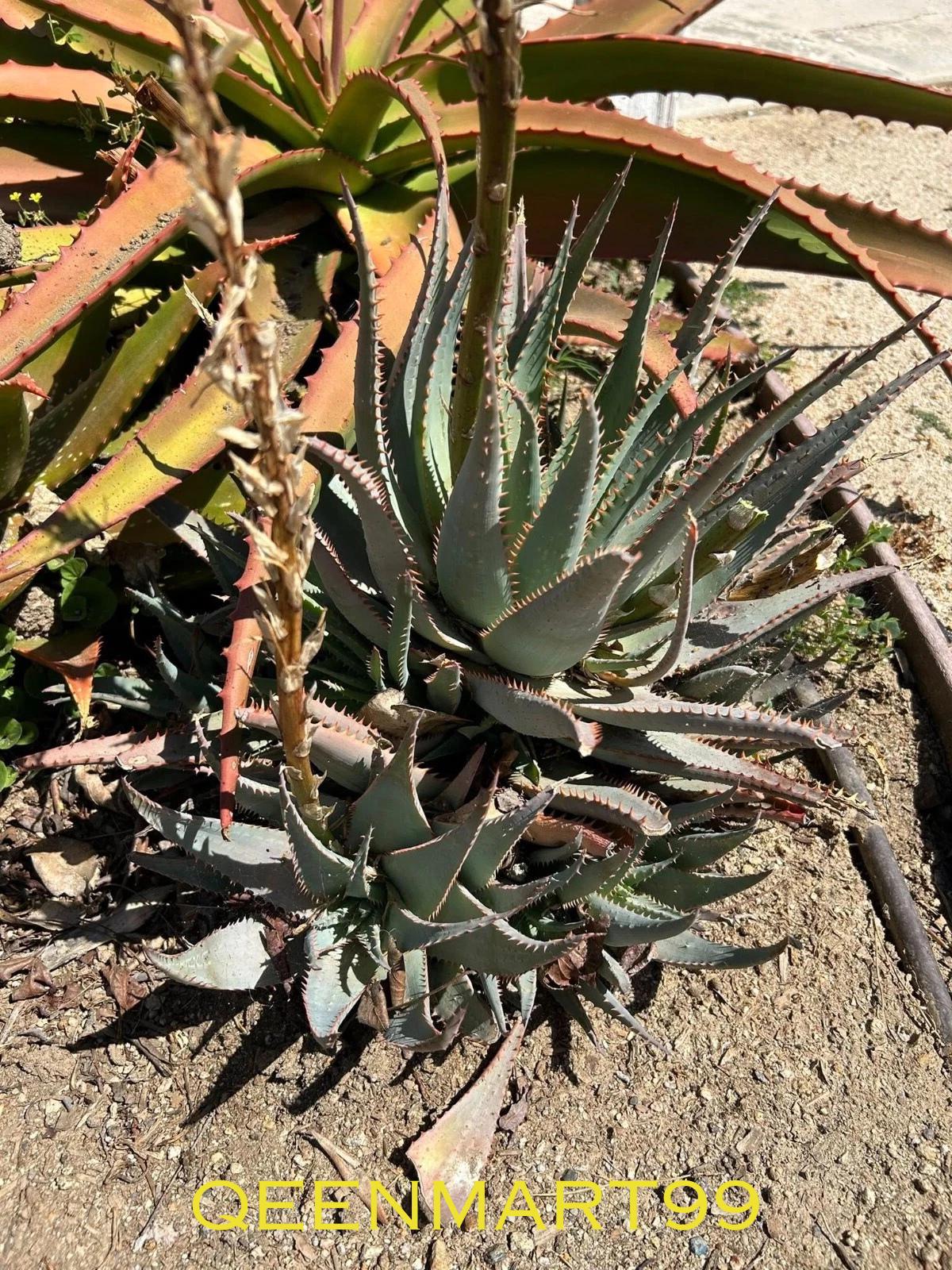 aloe vera blätter kaufen Aloe Vera Blätter kaufen main image 0