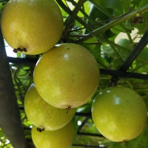 Passion Fruit  – Passiflora edulis 30 Seeds Professional Pack, Tropical Fruit Vine for Home Garden