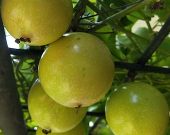 Maracuyá – Passiflora edulis 30 semillas, paquete profesional, fruta tropical para el huerto.