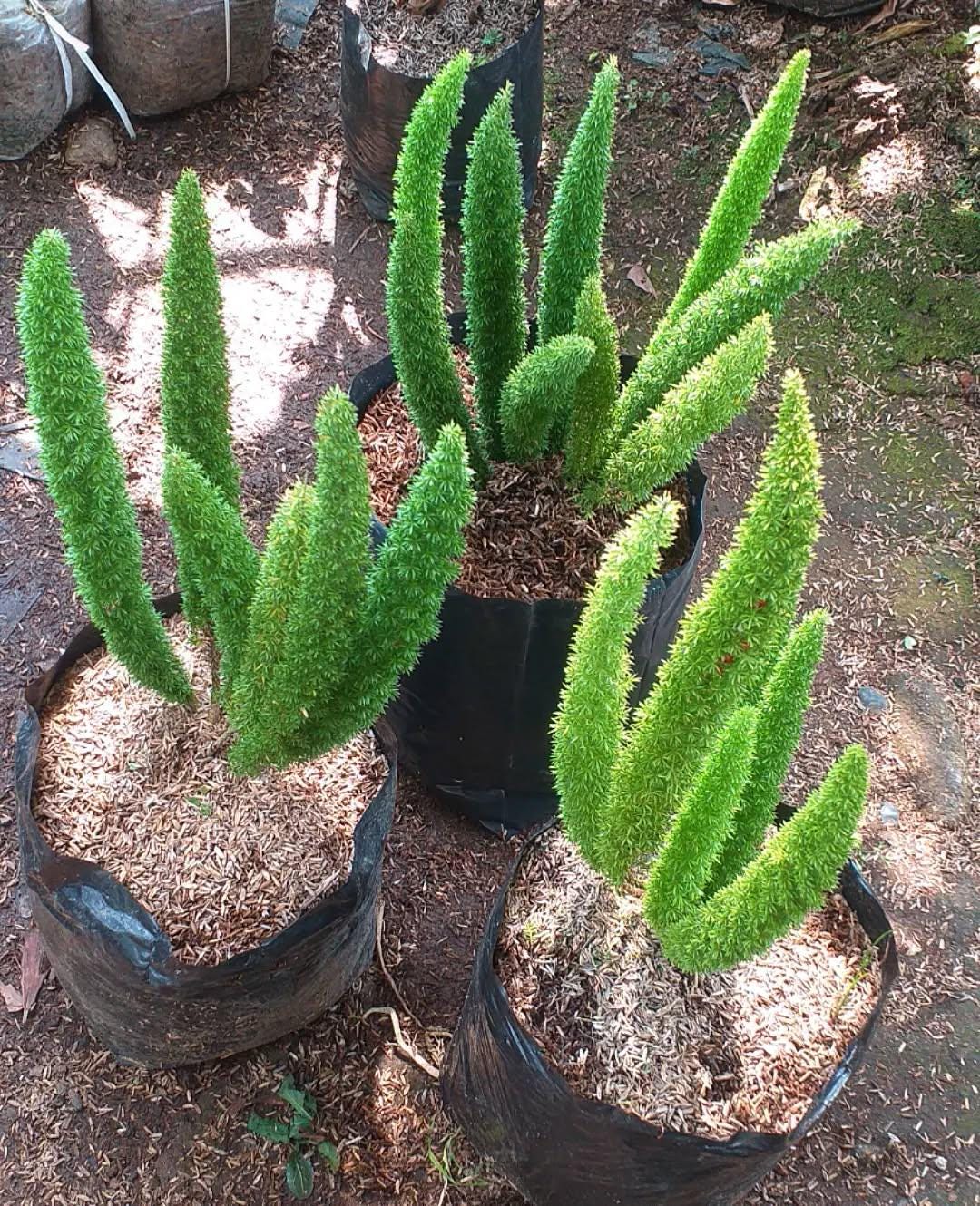Foxtail fern seed - Etsy 日本