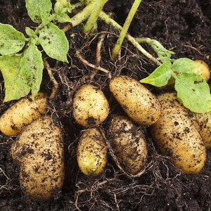 Puede incluir: Primer plano de patatas recién cosechadas con raíces y hojas verdes, emergiendo de tierra oscura. Las patatas tienen piel de color marrón claro y están cubiertas de tierra.