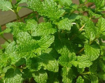 Semillas de menta limón – 40 unidades, variedad tradicional de jardín / semillas de bálsamo fresco para cultivar hierbas en casa