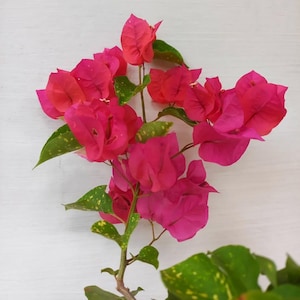 Może przedstawiać: Zbliżenie gałęzi bugenwilli z żywymi różowymi przysadkami i zielonymi liśćmi w żółte plamki. Kwiaty, w mieszance różowych i czerwonych odcieni, wyróżniają się na białym tle, ukazując naturalne piękno rośliny.