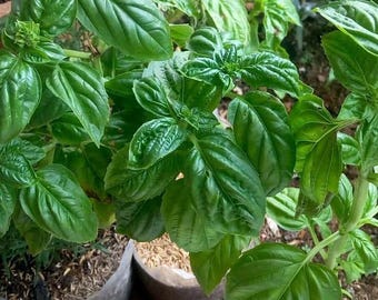 200 basilicumzaden: Ocimum Basilicum-culinair kruid voor huistuin