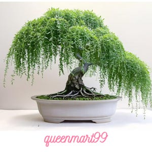 Pode incluir: Um bonsai com folhagem verde em cascata, plantado em um vaso de cerâmica retangular de cor clara. O tronco da árvore é escuro e texturizado, com raízes expostas. A imagem inclui o texto "queenmart99" em rosa.