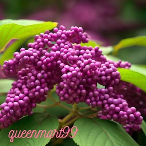 30 Sementes de Callicarpa americana | Arbusto nativo | Planta com frutos roxos