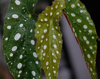 Begonia (50 semillas), planta ornamental para macetas, jardines, balcones y patios.