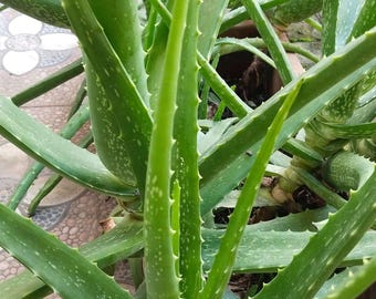 cosmetic aloe vera Amara Organics Aloe Vera Gel - USDA Certified Organic - 12 fl. oz