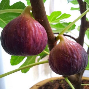 May include: Two ripe figs hang from a tree branch, showcasing a deep purple hue with lighter reddish-brown accents. The figs are round with a textured surface, attached to the branch by a green stem. Green leaves and brown branches complete the image.
