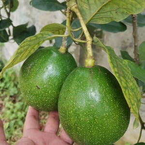 Dwarf avocado plant - Etsy 日本