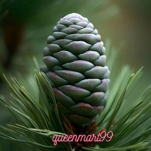 May include: Close-up of a pine cone with overlapping scales, in shades of green and purple. The cone is surrounded by green pine needles, with a blurred green background. The text "queenmart99" is in pink at the bottom.