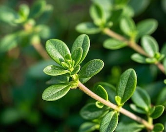 1000+ tijmzaden (Thymus vulgaris) Heirloom GGO-vrij | Culinaire kruidenzaden voor tuin en potten