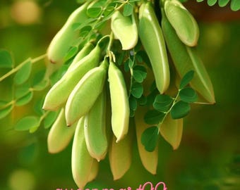30 Samen Moringa Oleifera | Trommelstock Baum | Schnell Wachsender Tropischer Baum | Ohne GMO