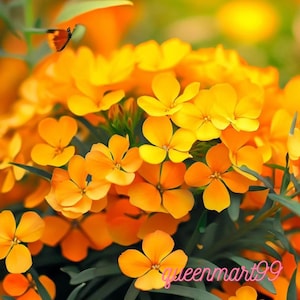 Sibiriska väggblomsfrön 200+ icke-GMO | Erysimum-blomfrön för stugträdgård, rabatter och vårblommor