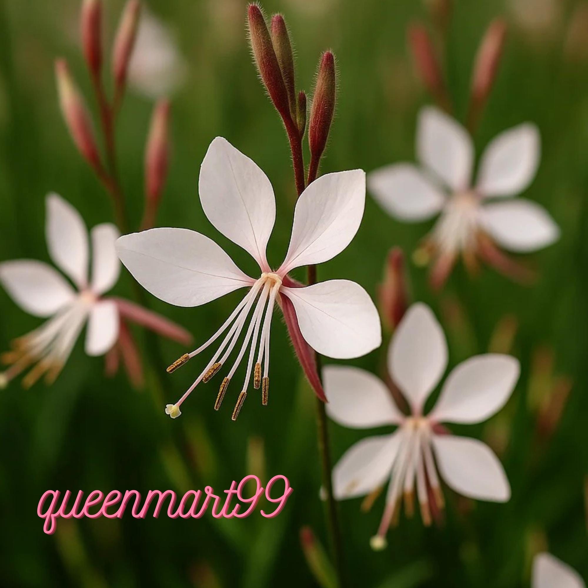 Gaura seeds - Etsy 日本