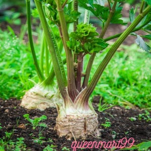 Könnte beinhalten: Nahaufnahme von Selleriepflanzen, die im Boden wachsen. Die Selleriestiele sind grün und lila, mit grünen Blattoberteilen. Die Basis des Selleries ist hellbraun. Die Pflanzen befinden sich in einem Garten.