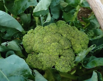Semi di broccoli antichi - 60 semi di ortaggi verdi per il giardino di casa