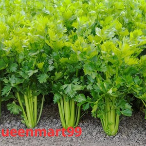 May include: A close-up of fresh celery plants with vibrant green leaves and stalks. The celery is growing in a garden bed. The text "queenmart99" is at the bottom of the image.