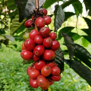 10 Arabica-kaffefrön (Caturra) | Kaffebönsfrön för inomhuskrukor och trädgård