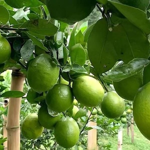 Citronträdsstartpaket – Färska citrussorter för trädgården