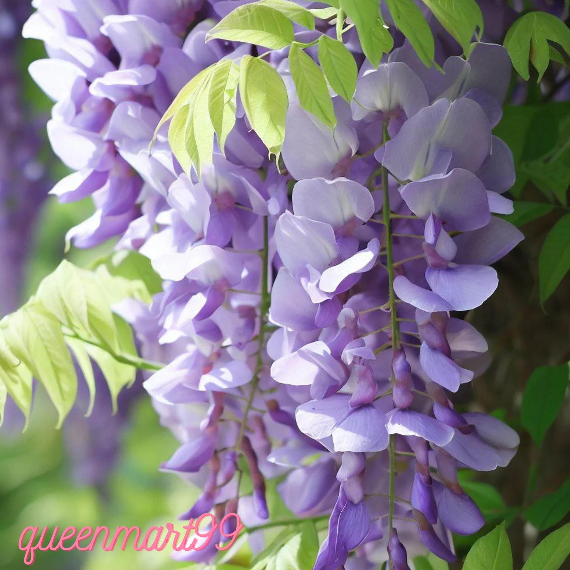 Glycine Sinensis - Etsy Canada