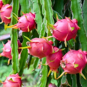 Op de afbeelding: Close-up van levendige roze drakenvruchten die groeien aan een groene cactusachtige plant. De drakenvruchten hebben een stekelige buitenkant met gele en groene accenten. De achtergrond is wazig, wat een natuurlijke omgeving suggereert.