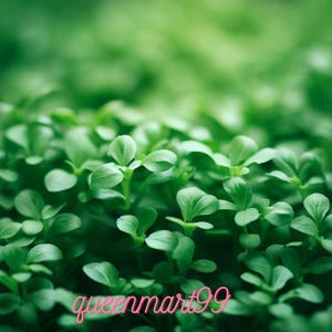 May include: Close-up of vibrant green plant sprouts with small, rounded leaves. The image is in soft focus, creating a sense of depth and freshness. The text "queenmart99" is written in pink cursive at the bottom.