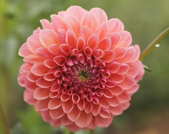 Dahlia Tuber - NATHALIE G. Variety - Summer bloom Flower **BUY5-1FREE** Pre-order ships spring 2026