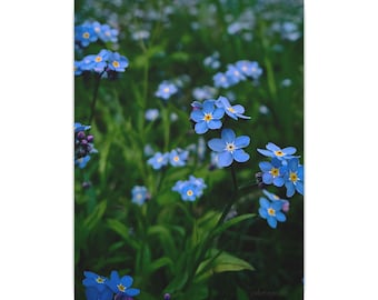 Puede incluir: Una impresión vertical que presenta un grupo de pequeñas flores de nomeolvides de color azul vibrante con centros amarillos brillantes. Las delicadas flores se sitúan sobre un fondo de follaje verde exuberante y desenfocado.