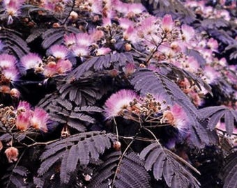 10 Samen Sommer-Schokoladen-Mimosenbaum Seidenbaum Albizia Julibrissin Garten