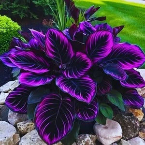May include: A striking Calathea plant with large, oval leaves. The leaves feature a bold pattern of deep purple and black, with lighter purple veining. The plant is set amongst rocks and greenery, creating a visually appealing contrast.