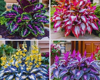 80 Samen Hosta Staude Outdoor Shade Garten Pflanzen Ornamental