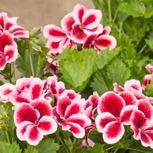 25 Seeds Martha Washington Geraniun for Garden Planting Flower