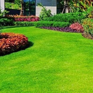 Pode incluir: Um gramado verde vibrante serpenteia por um jardim paisagístico. O gramado é ladeado por canteiros de plantas coloridas, incluindo folhagens vermelhas, roxas e verdes. Um edifício moderno é visível ao fundo, rodeado por vegetação exuberante.
