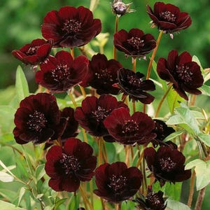 May include: A cluster of deep dark maroon chocolate cosmos flowers with velvety petals and prominent central discs. The blooms are supported by slender green stems and surrounded by light green foliage, showcasing multiple open flowers and buds.