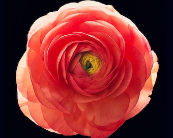 Bloemenprint koraal perzikkleurige ranonkel – Fine Art botanische poster