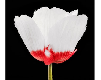 Red-Edged Poppy Anemone Flower Print, Botanical Wall Art