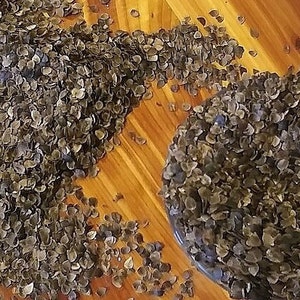 May include: A close-up shot of buckwheat groats, some scattered on a wooden surface and some in a glass bowl. The groats are small, flat, and oval-shaped, with a mix of tan, brown, and grey colours. The wooden surface provides a warm backdrop.