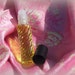 see more listings in the Lady Pamela's Perfumes section