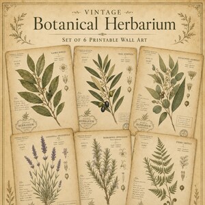 以下が含まれることがあります： 「Vintage Botanical Herbarium」と題された6枚の印刷可能なウォールアートセット。各プリントには、Laurus Nobilis、Olea Europaea、Eucalyptus Globulus、Lavandula Angustifolia、Rosmarinus Officinalis、Pteris Creticaなど、古紙風の背景に描かれた異なる植物のイラストが掲載されています。