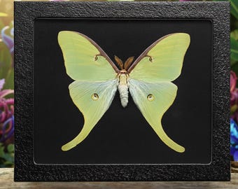 Striking Green Actias Luna Saturn Moon Moth from USA