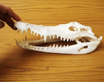 Authentic Alligator Skull Specimen, 12–14 Inch Cleaned Bone, Ethically Sourced Display