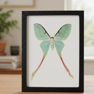 May include: A framed display featuring a Luna moth. The moth has pale green wings with brown edges and long, pink and yellow tail-like extensions. The frame is black and rectangular, set against a white background.