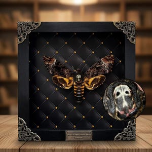 Framed Death Head Moth Skull Butterfly Taxidermy Gothic Wall Art