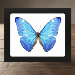 May include: A framed print featuring a vibrant blue butterfly with intricate wing patterns. The butterfly is centered on a white background within a black frame. The image captures the butterfly's delicate details and color variations.