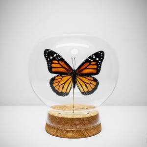 May include: A Monarch butterfly with orange and black wings is displayed inside a clear glass globe. The globe sits on a cork base. The butterfly is mounted on a thin, gold-colored rod.