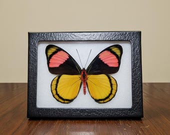 Yellow Pink Black Batesia hypochlora Clown Butterfly Specimen from Peru – Verso View