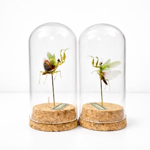 May include: Two glass cloches each house a preserved praying mantis. The insects are mounted on thin metal rods atop cork bases. One mantis has green and red wings, the other has white and green wings. The cloches are clear, and the background is white.